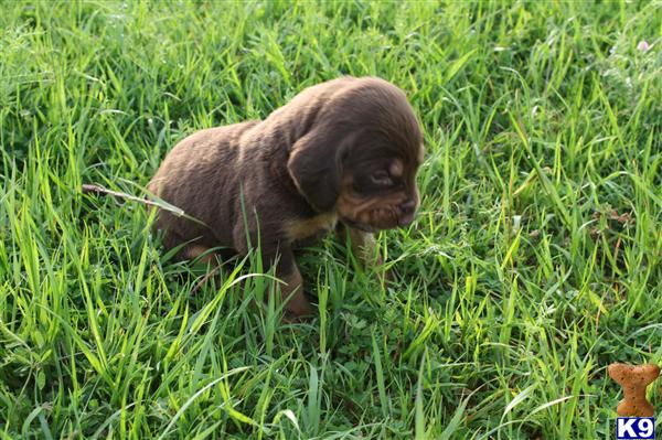 Liver And Tan Bloodhound Puppies