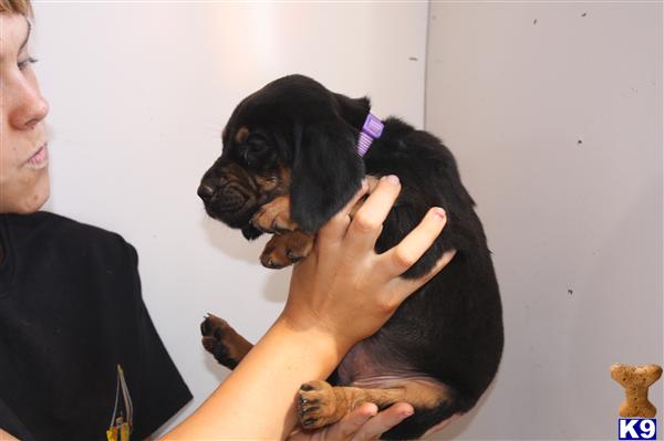 bloodhound puppy posted by sspslm