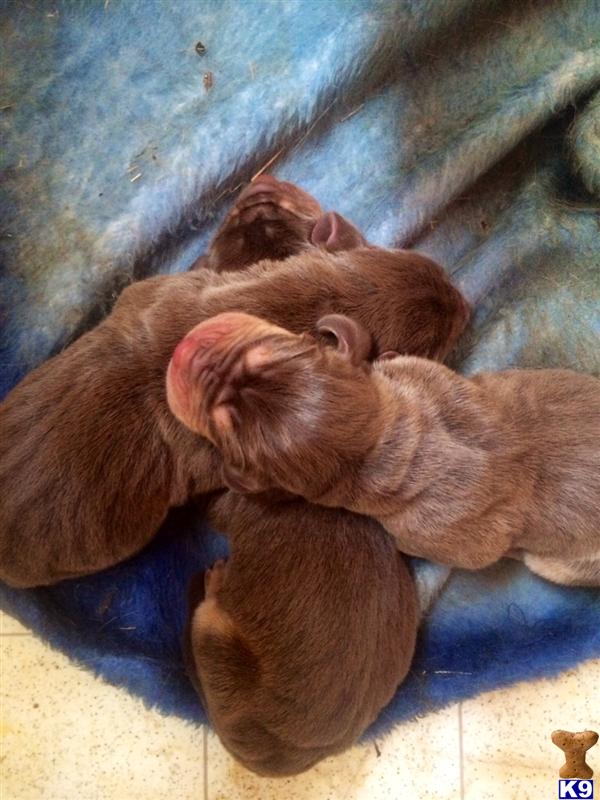 bloodhound puppy posted by sspslm