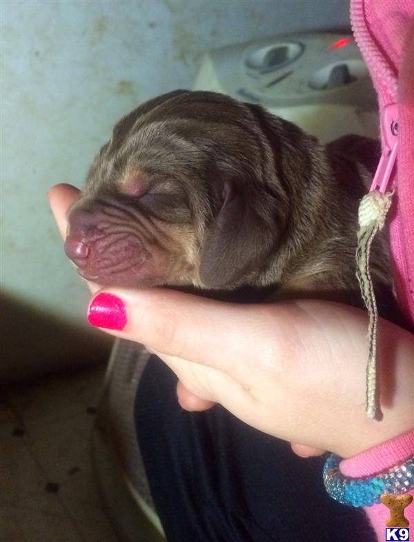 bloodhound puppy posted by sspslm