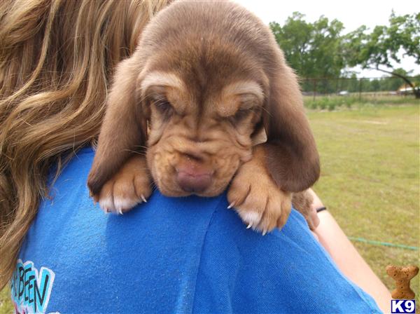 bloodhound puppy posted by sspslm