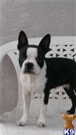 boston terrier puppy posted by sstalama