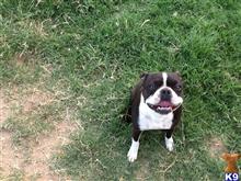 boston terrier puppy posted by sstalama