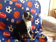boston terrier puppy posted by sstalama