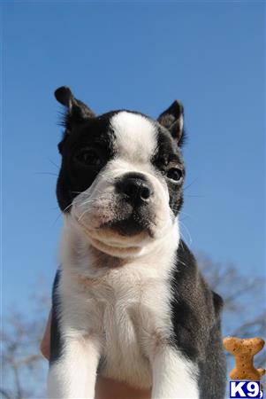 boston terrier puppy posted by sstalama