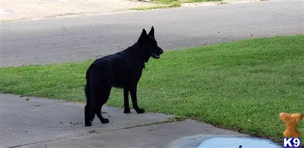 German Shepherd female dog