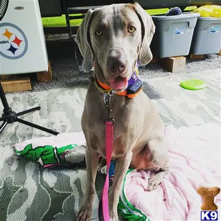 Weimaraner female dog