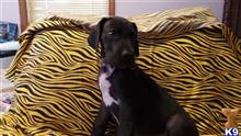 great dane puppy posted by stacie64759