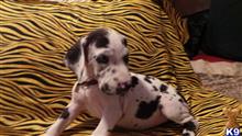 great dane puppy posted by stacie64759