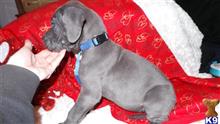 great dane puppy posted by stacie64759