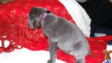 great dane puppy posted by stacie64759