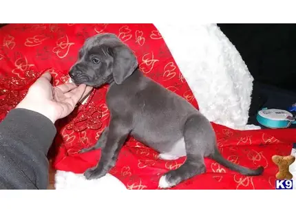 Great Dane