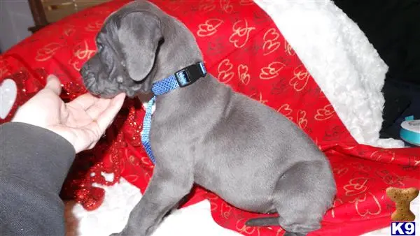 Great Dane puppy for sale