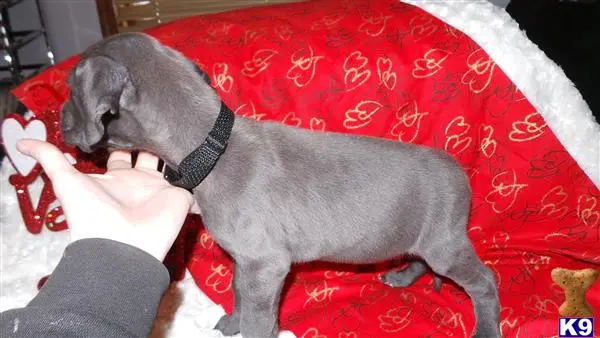 Great Dane puppy for sale