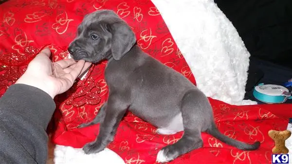 Great Dane puppy for sale