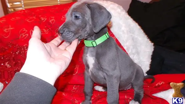 Great Dane puppy for sale