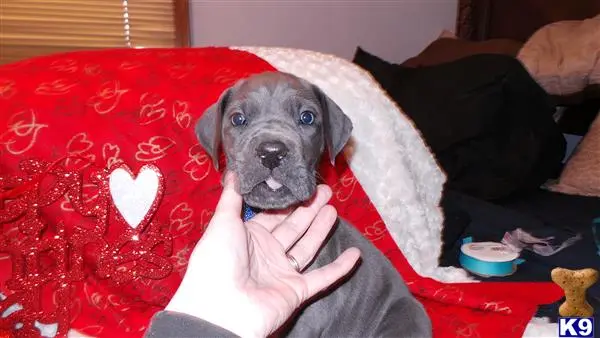 Great Dane puppy for sale