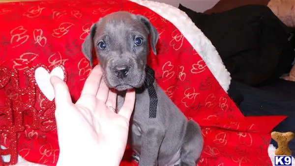 Great Dane puppy for sale