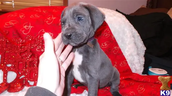 Great Dane puppy for sale