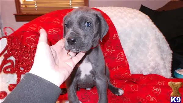 Great Dane puppy for sale