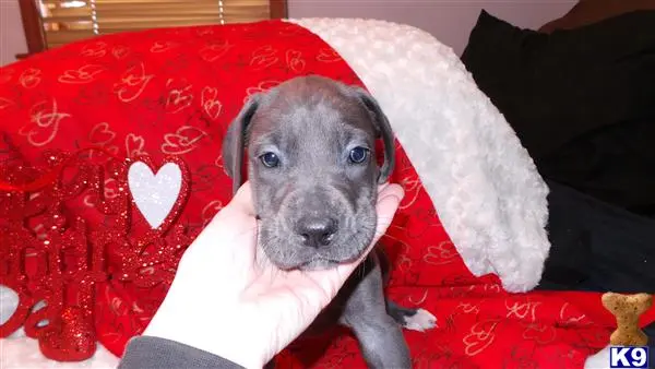 Great Dane puppy for sale