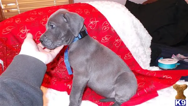 Great Dane puppy for sale