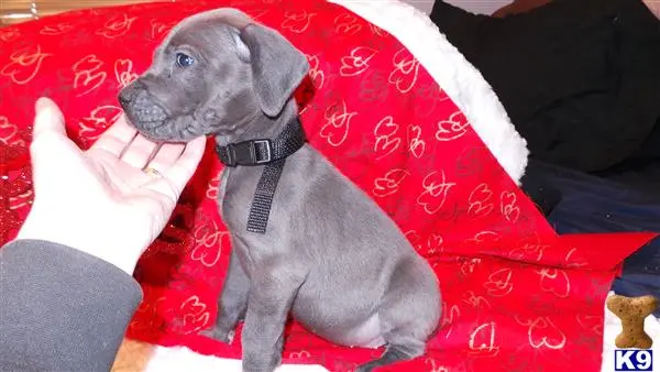 Great Dane puppy for sale