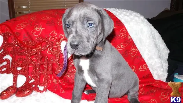 Great Dane puppy for sale