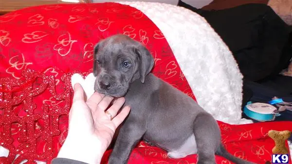 Great Dane puppy for sale