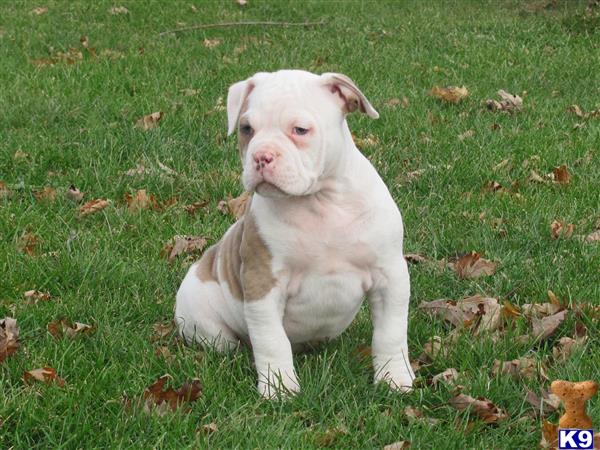 Old English Bulldog