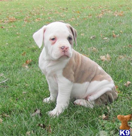 Old English Bulldog