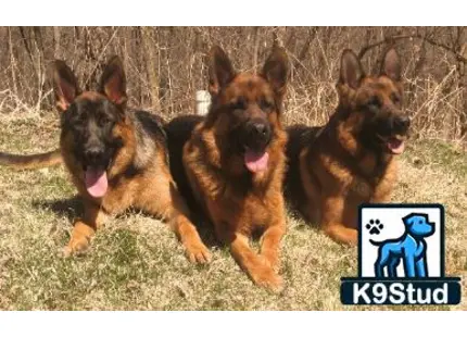 a group of german shepherd dogs running