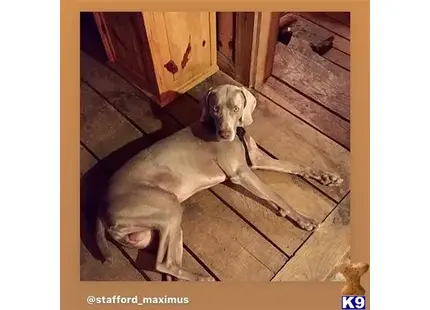 Weimaraner