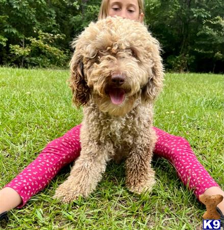 a person lying in the grass with a poodle dog