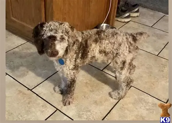 Poodle stud dog