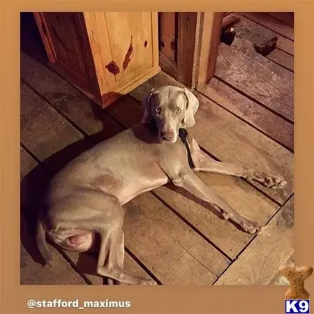 Weimaraner