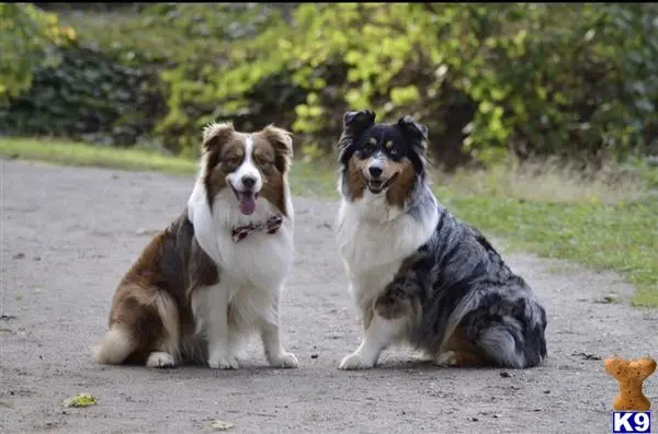 Australian Shepherd stud dog