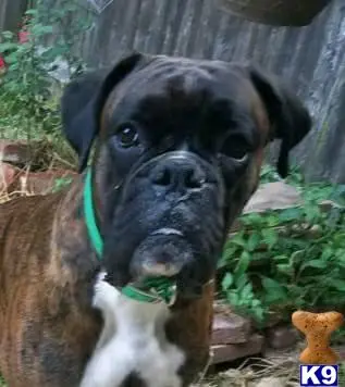 Boxer stud dog