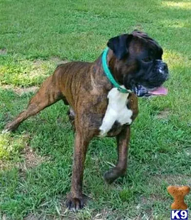 Boxer stud dog