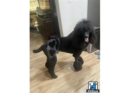 Poodle stud dog: a black poodle dog with a black poodle dog