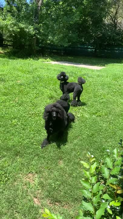 Poodle stud dog: Error: Operation returned an invalid status code BadRequest<br/>Stack Trace:    at Microsoft.Azure.CognitiveServices.Vision.ComputerVision.ComputerVisionClient.<DescribeImageInStreamWithHttpMessagesAsync>d__41.MoveNext()
--- End of stack t