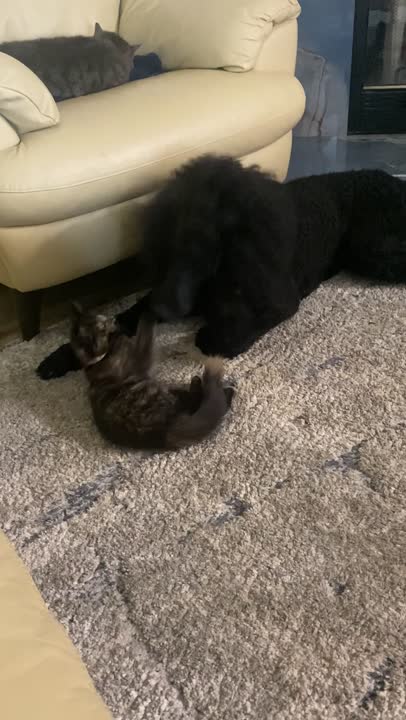 Poodle stud dog: Error: Operation returned an invalid status code BadRequest<br/>Stack Trace:    at Microsoft.Azure.CognitiveServices.Vision.ComputerVision.ComputerVisionClient.<DescribeImageInStreamWithHttpMessagesAsync>d__41.MoveNext()
--- End of stack t