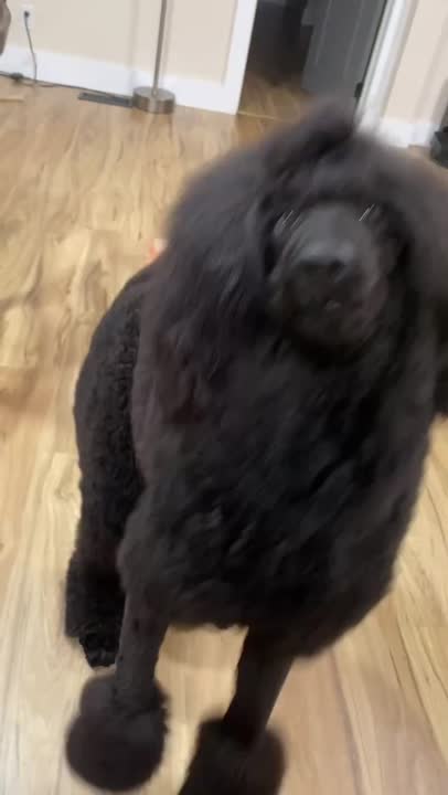 Poodle stud dog: Error: Operation returned an invalid status code BadRequest<br/>Stack Trace:    at Microsoft.Azure.CognitiveServices.Vision.ComputerVision.ComputerVisionClient.<DescribeImageInStreamWithHttpMessagesAsync>d__41.MoveNext()
--- End of stack t