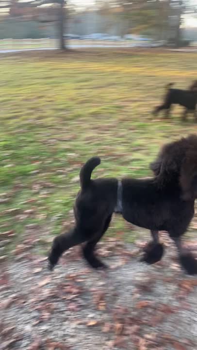 Poodle stud dog: Error: Operation returned an invalid status code BadRequest<br/>Stack Trace:    at Microsoft.Azure.CognitiveServices.Vision.ComputerVision.ComputerVisionClient.<DescribeImageInStreamWithHttpMessagesAsync>d__41.MoveNext()
--- End of stack t