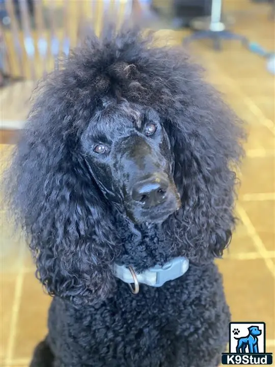 Poodle stud dog: a black poodle dog with a white collar