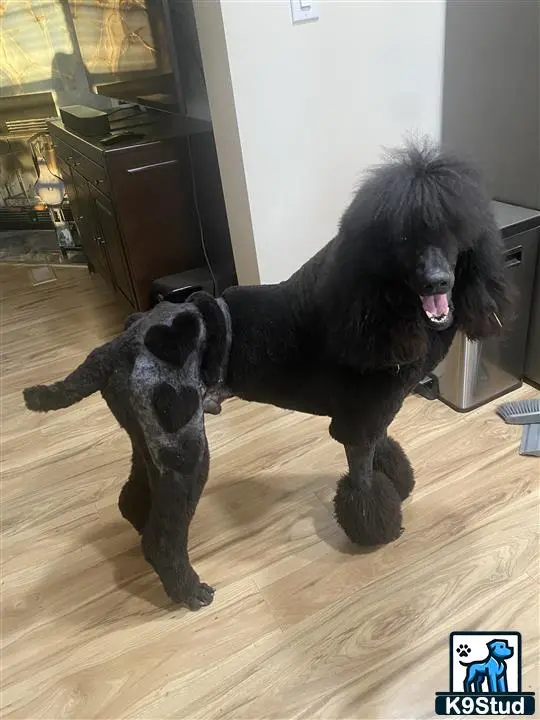 Poodle stud dog: a black poodle dog with a black poodle dog