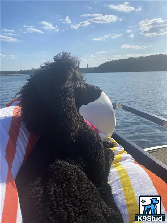 Poodle stud dog: a poodle dog on a boat