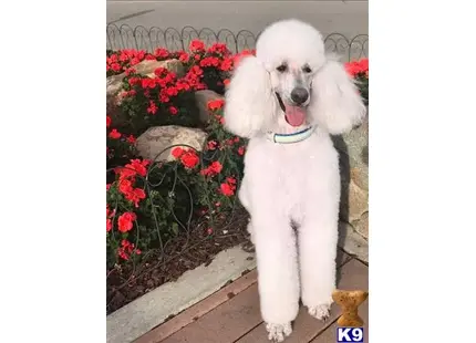 Poodle