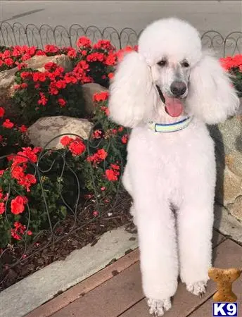 Poodle stud dog