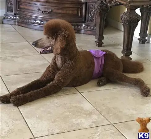 Poodle stud dog